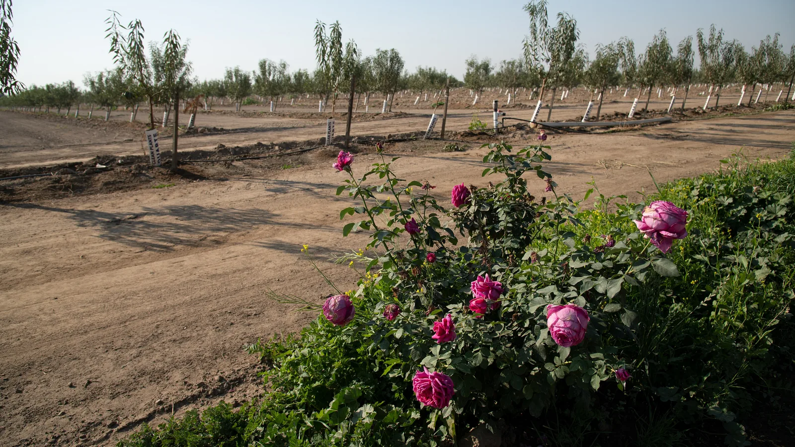 Rose bush at the edge of a young pistachio orchard