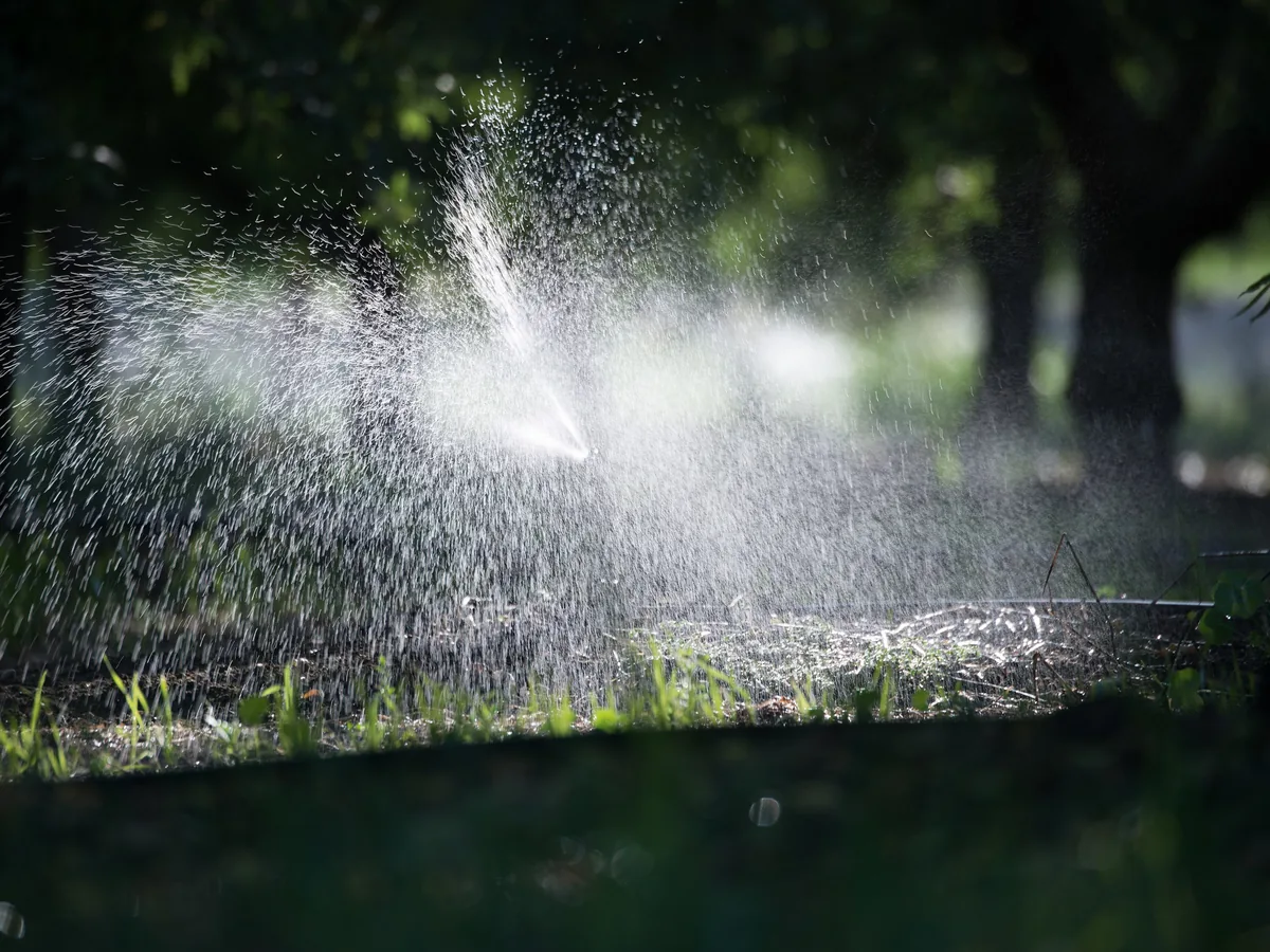 Micro sprinkler watering an almond orchard