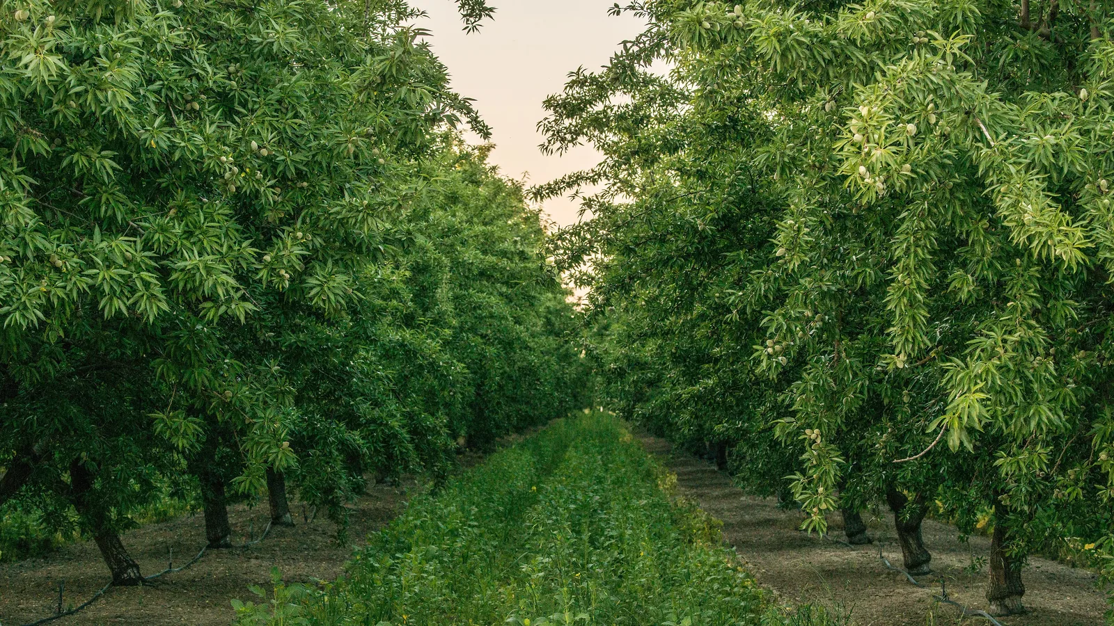 Straight rows of almond trees with a cover crop between them