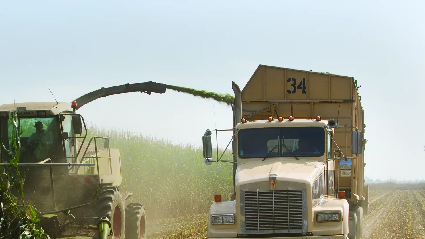 Corn silage harvest on a farm in Kings County