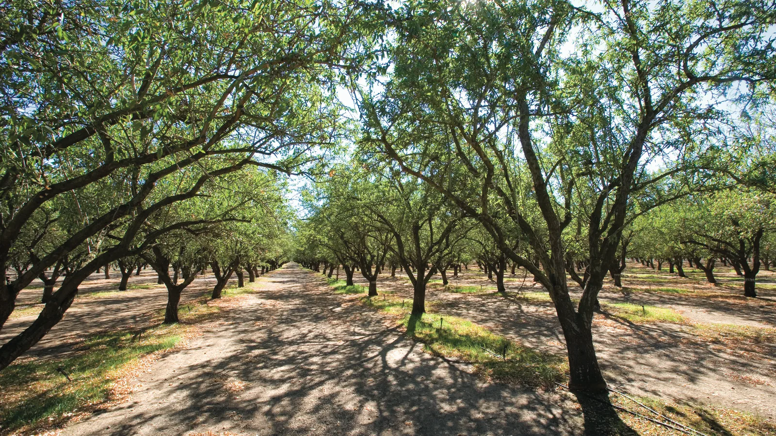 Shaded rows of almond trees in a California orchard