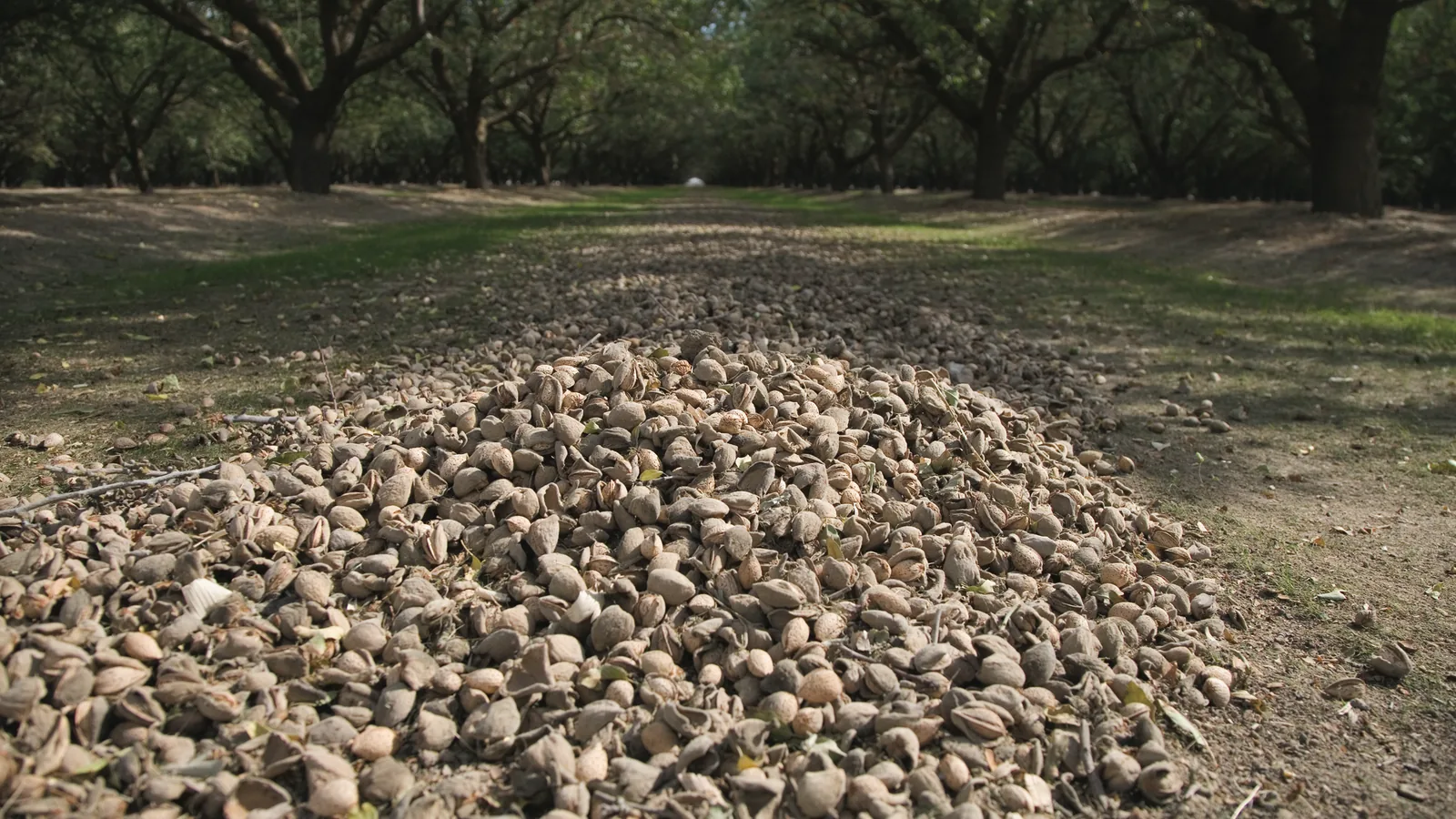Almonds windrowed on the orchard floor during harvest