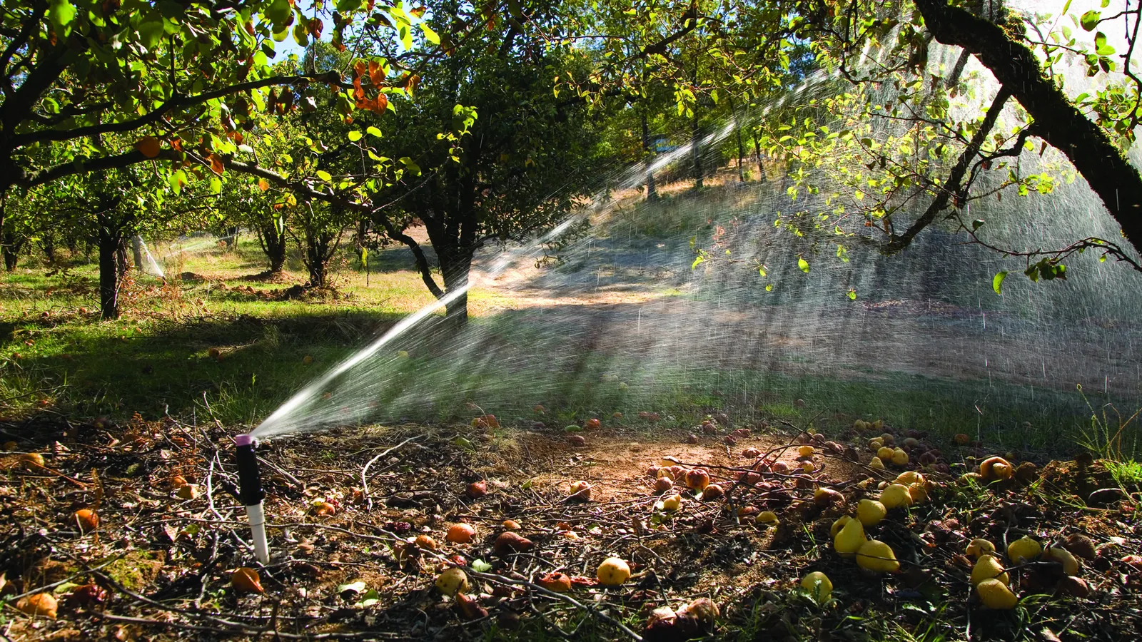 Sprinklers watering a pear orchard in California